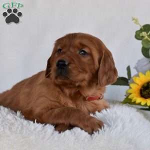 Betsy, Golden Irish Puppy