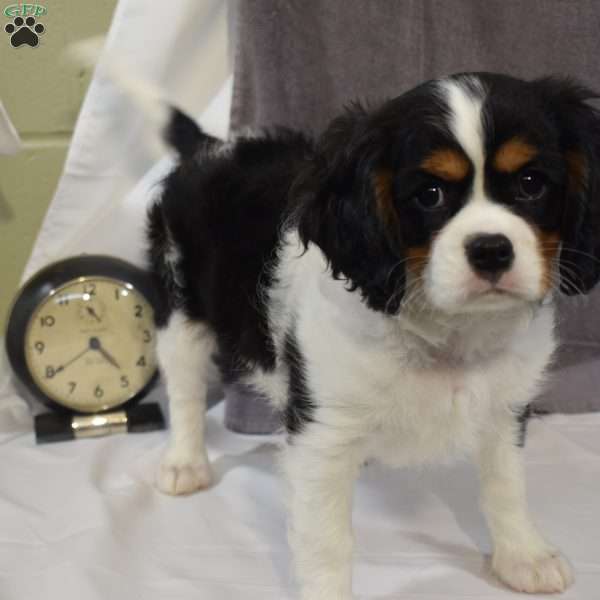 Tucker, Cavalier King Charles Spaniel Puppy