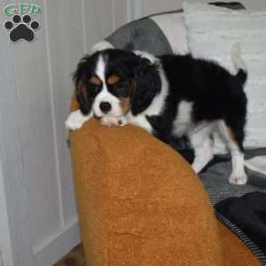 Tucker, Cavalier King Charles Spaniel Puppy