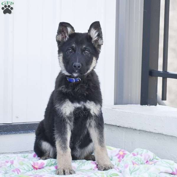 Mason, German Shepherd Puppy