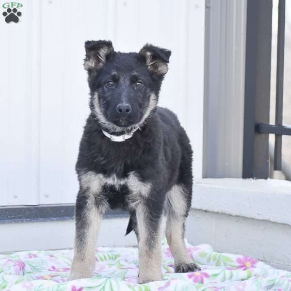 Mike, German Shepherd Puppy