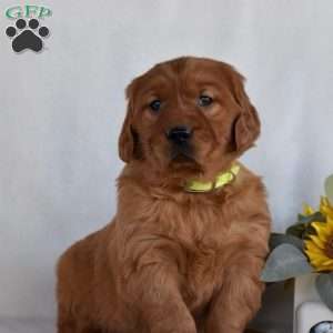 Blossom, Golden Irish Puppy