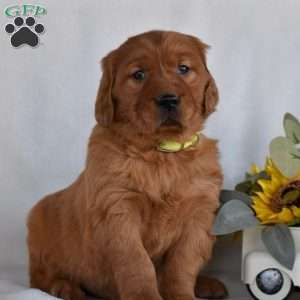 Blossom, Golden Irish Puppy