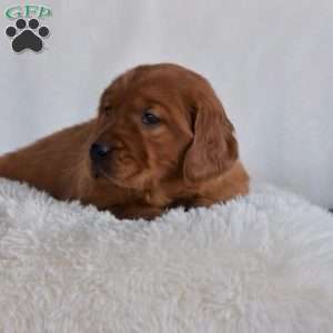 Blossom, Golden Irish Puppy