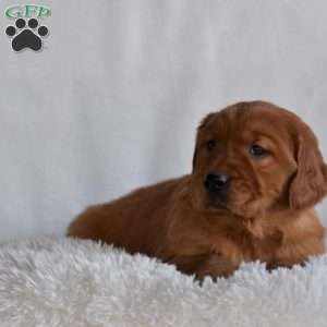 Blossom, Golden Irish Puppy