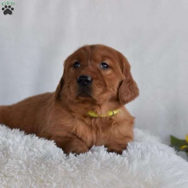 Blossom, Golden Irish Puppy