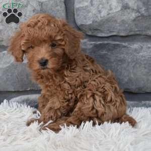 Charlie, Toy Poodle Puppy