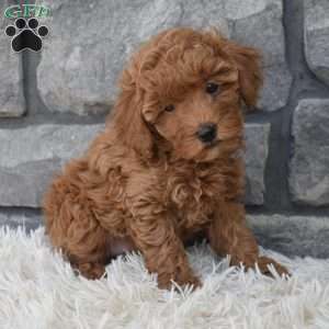 Charlie, Toy Poodle Puppy