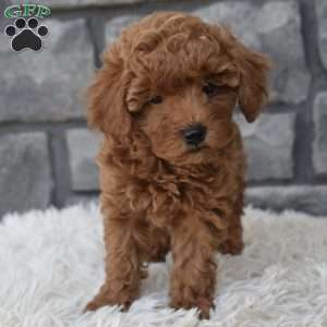 Charlie, Toy Poodle Puppy