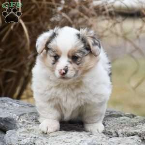 Tasha, Pembroke Welsh Corgi Puppy