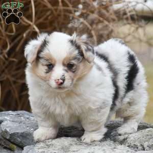 Tasha, Pembroke Welsh Corgi Puppy