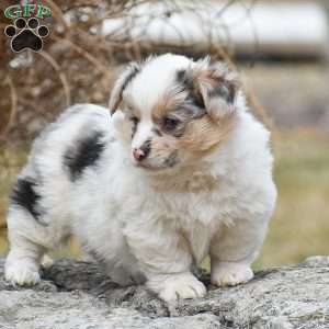 Tasha, Pembroke Welsh Corgi Puppy