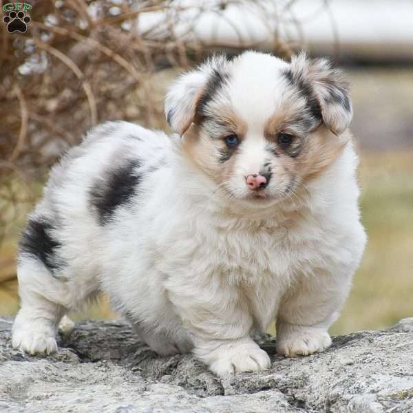 Tasha, Pembroke Welsh Corgi Puppy