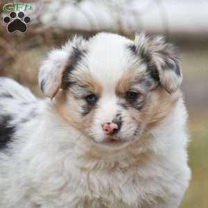 Tasha, Pembroke Welsh Corgi Puppy