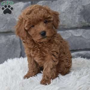 Charlie, Toy Poodle Puppy