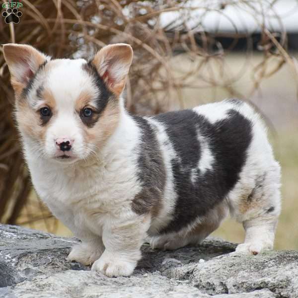 Tiger, Pembroke Welsh Corgi Puppy