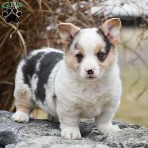 Tiger, Pembroke Welsh Corgi Puppy