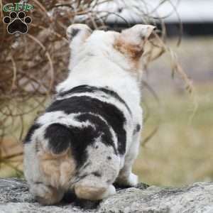 Tiger, Pembroke Welsh Corgi Puppy