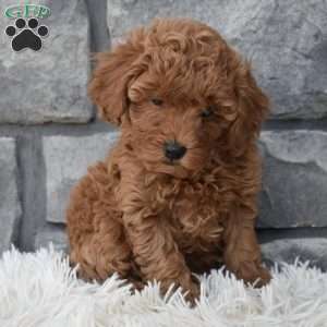 Charlie, Toy Poodle Puppy