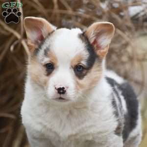 Tiger, Pembroke Welsh Corgi Puppy