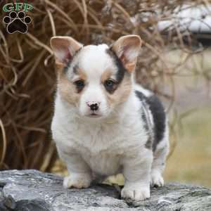 Tiger, Pembroke Welsh Corgi Puppy