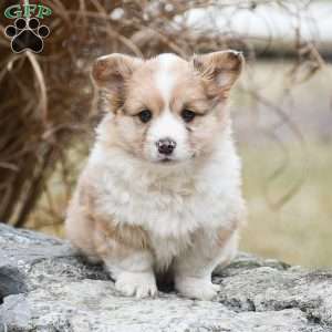 Taffy, Pembroke Welsh Corgi Puppy