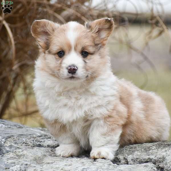 Taffy, Pembroke Welsh Corgi Puppy