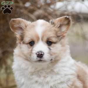 Taffy, Pembroke Welsh Corgi Puppy