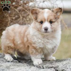 Taffy, Pembroke Welsh Corgi Puppy