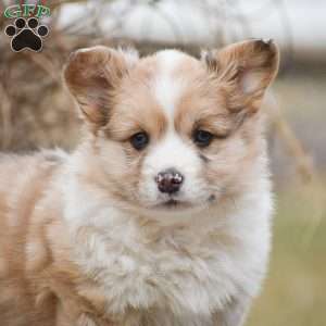 Taffy, Pembroke Welsh Corgi Puppy