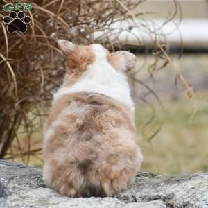 Taffy, Pembroke Welsh Corgi Puppy