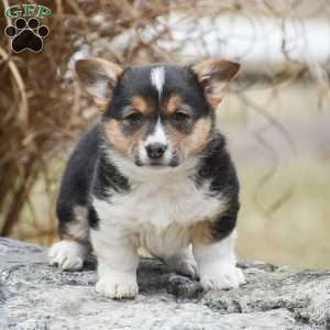 Tanya, Pembroke Welsh Corgi Puppy