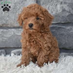 Charlie, Toy Poodle Puppy