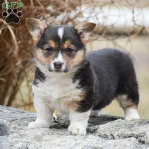 Tanya, Pembroke Welsh Corgi Puppy