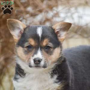 Tanya, Pembroke Welsh Corgi Puppy