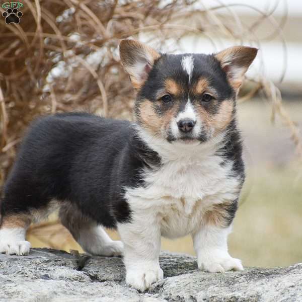 Tanya, Pembroke Welsh Corgi Puppy