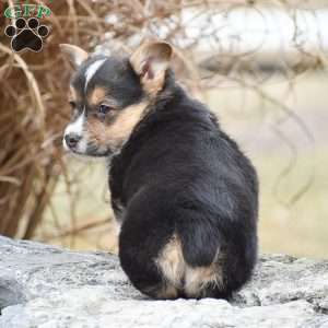 Tanya, Pembroke Welsh Corgi Puppy