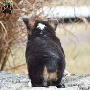 Tanya, Pembroke Welsh Corgi Puppy