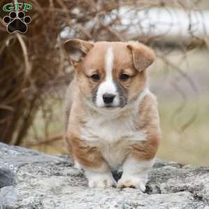 Teddy, Pembroke Welsh Corgi Puppy