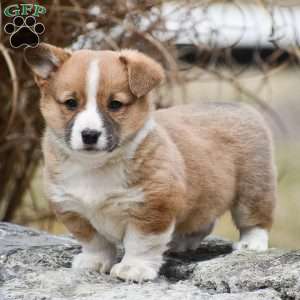 Teddy, Pembroke Welsh Corgi Puppy