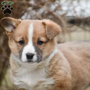 Teddy, Pembroke Welsh Corgi Puppy