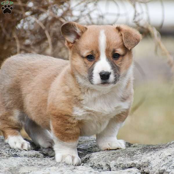 Teddy, Pembroke Welsh Corgi Puppy