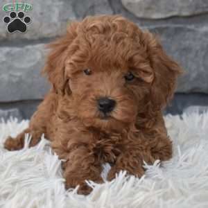 Charlie, Toy Poodle Puppy