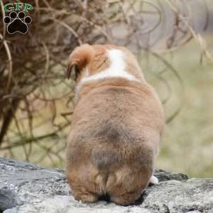 Teddy, Pembroke Welsh Corgi Puppy