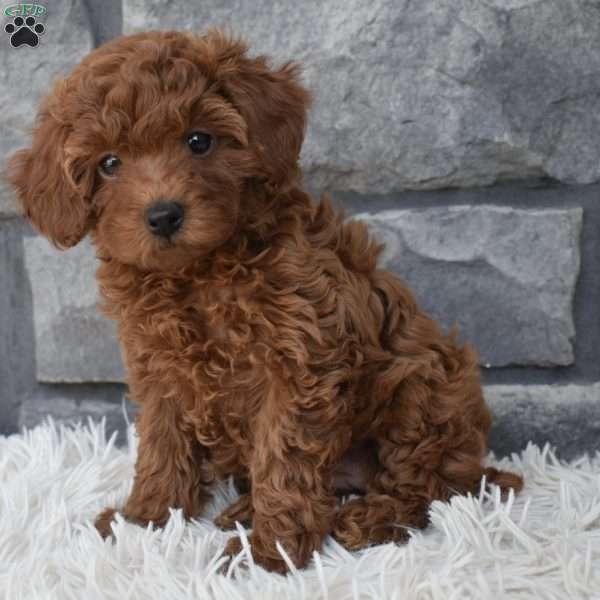 Cinnamon, Toy Poodle Puppy