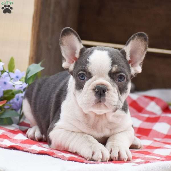 Easton, French Bulldog Puppy