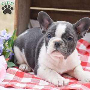 Ethan, French Bulldog Puppy