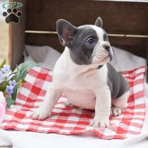 Ethan, French Bulldog Puppy