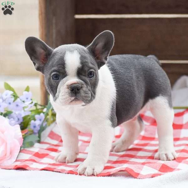 Ethan, French Bulldog Puppy