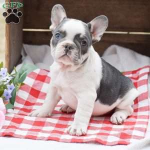 Elvis, French Bulldog Puppy